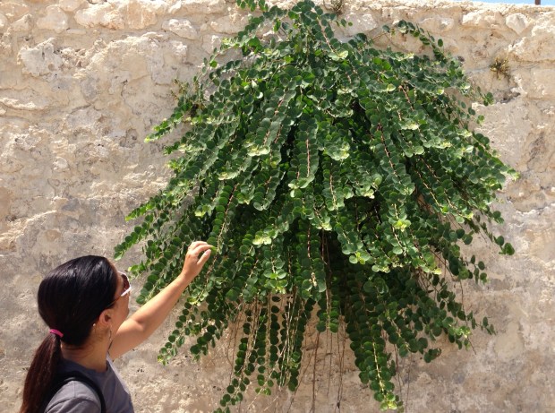 wild caper bush, Sicily (Ortigia)