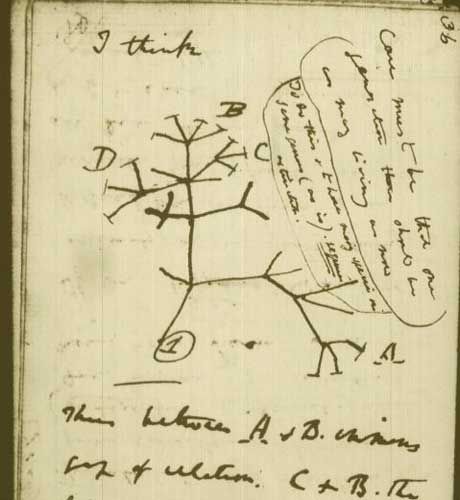 Darwin's tree of life (image from theguardian.com)